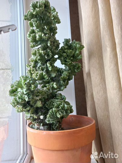 Кактус монстрозный