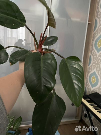 Филодендрон