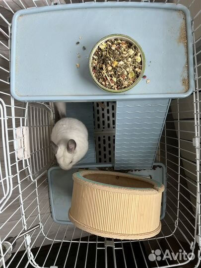 Шиншилла Белая