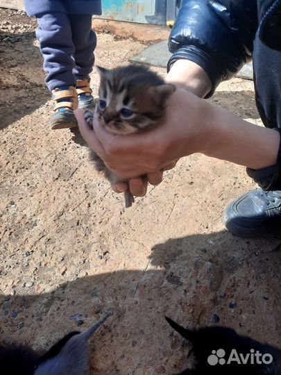 Котята в добрые руки