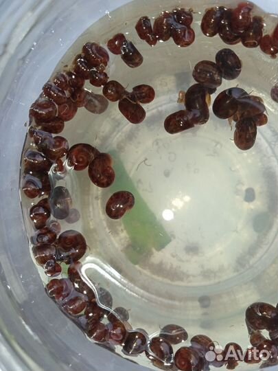 Улитки аквариумные