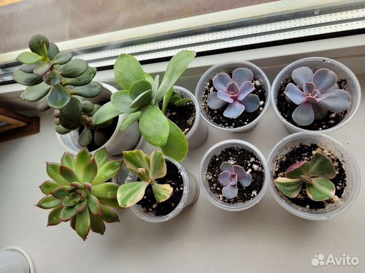 Суккуленты, фиалки, драцены и др