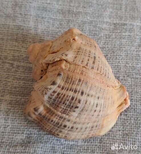 Ракушка сувенир