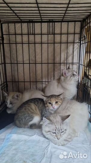 Безумно красивые котята ищут дом