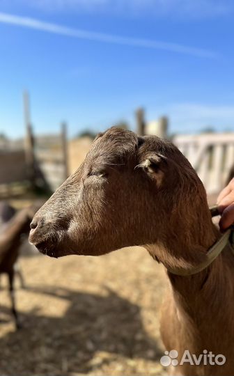 Коза дойная