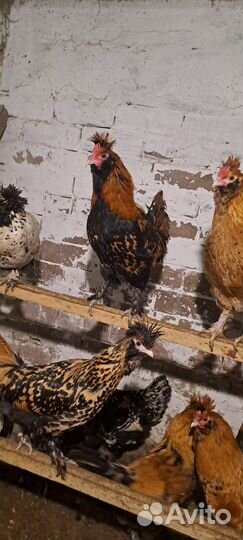 Павловское золото петух