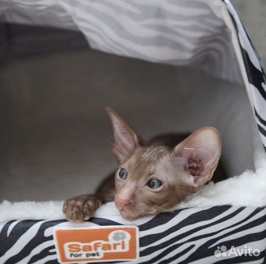 Ориентальный малыш