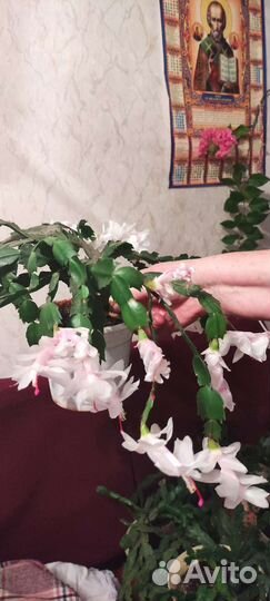 Цветок декабрист