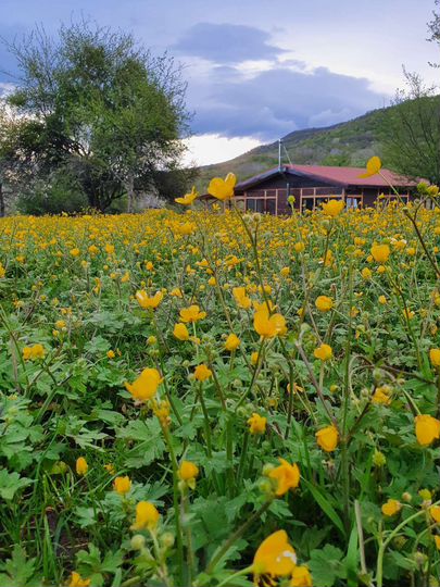 Дом 50 м² на участке 60 сот.