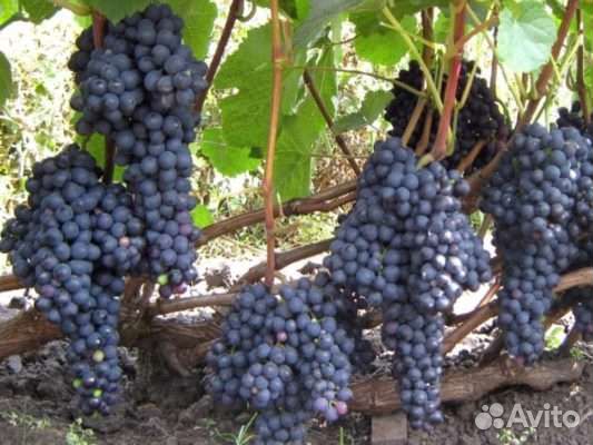 Виноград