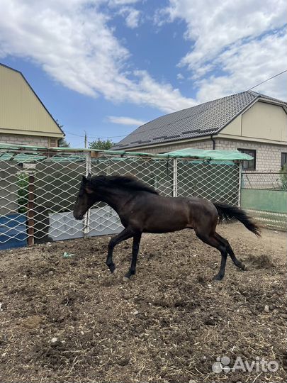 Годовалый жеребчик