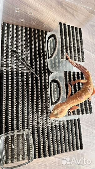 Набор для содержания эублефара (геккона)