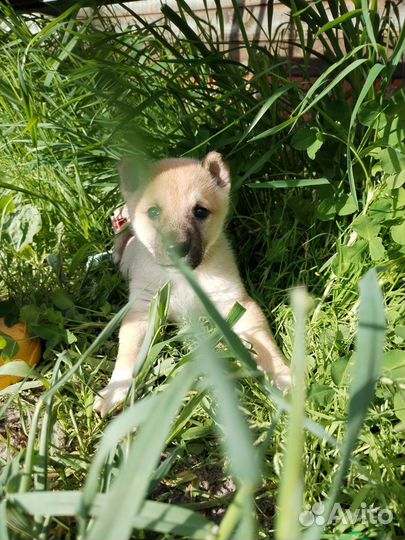 Щенки западно сибирской лайки