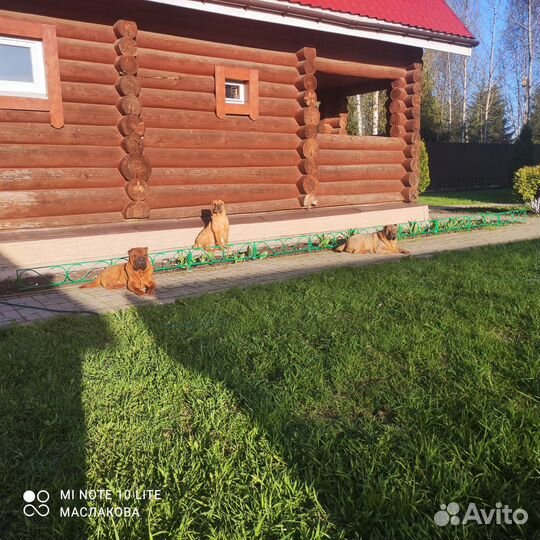 Собака