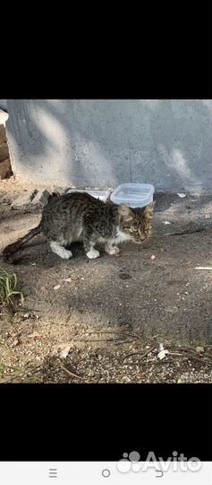 Умирает котёнок