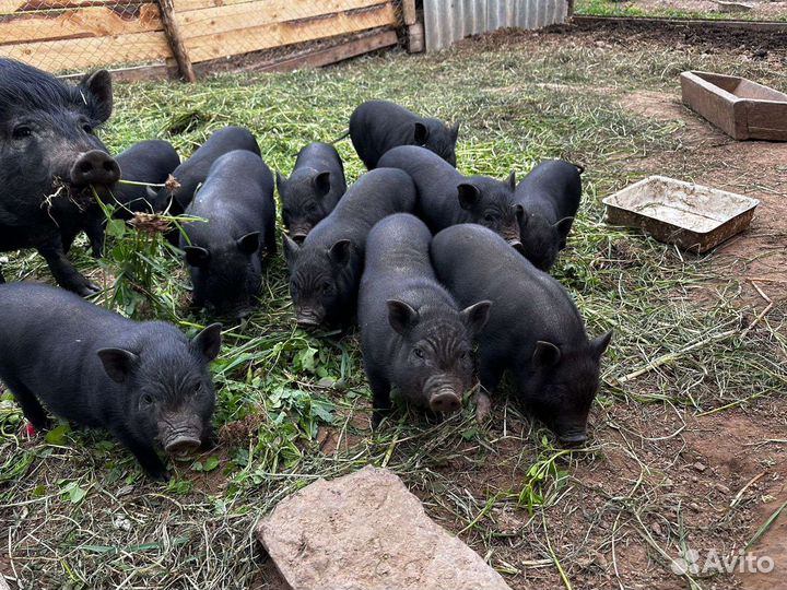 Вьетнамские вислобрюхие поросята
