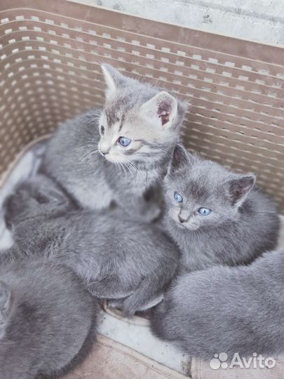 Кошка в дар бесплатно