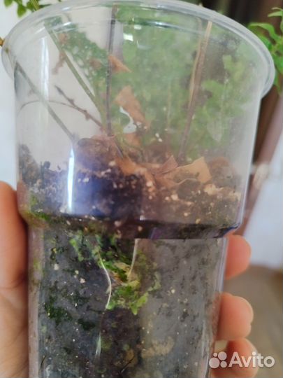 Папоротник нефролепис