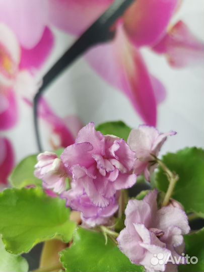 Сортовая фиалка цветущая