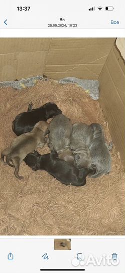 Щенки тойтерьер мини