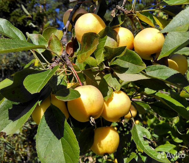 Ранетка (яблоко) жёлтая, сочная, сладкая