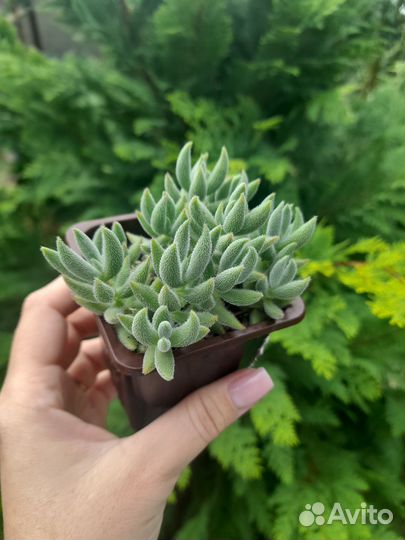 Крассула (толстянка) Crassula mesembryanthemoides