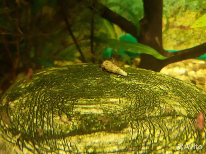 Улитки Хелена,Растения