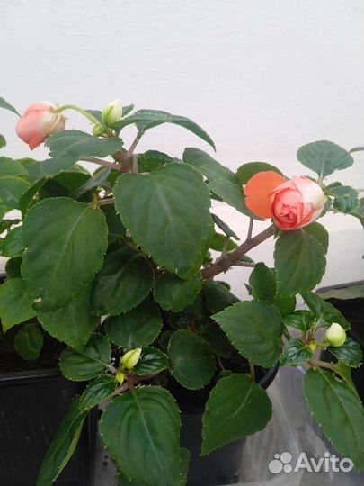 Бальзамины сортовые