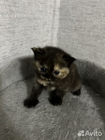 Шотландские вислоухие котята