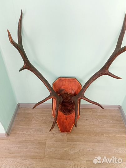 Рога Изюбря