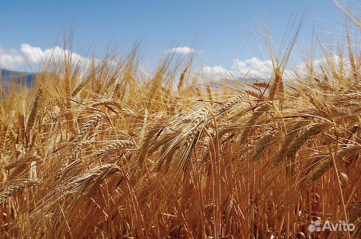 Ячмень урожай 2023 года