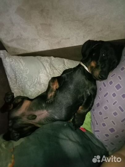 Шщем девочку таксу для случки