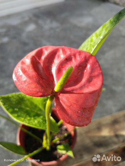 Антуриум Ред чемпион