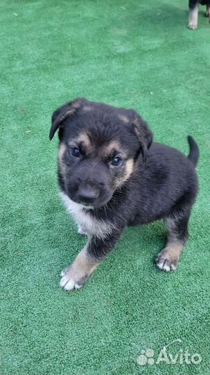 Милые щенята в добрые руки