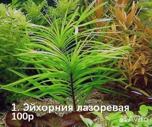 Аквариумные растения
