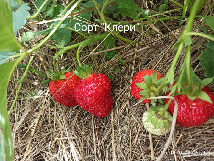 Саженцы клубники