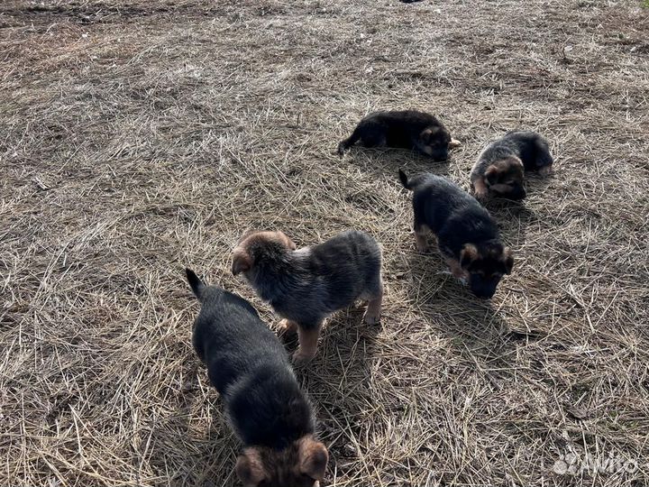 Щенки немецкой овчарки