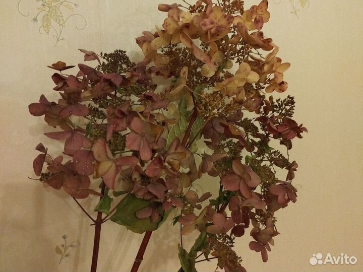 Гортензия сухоцвет