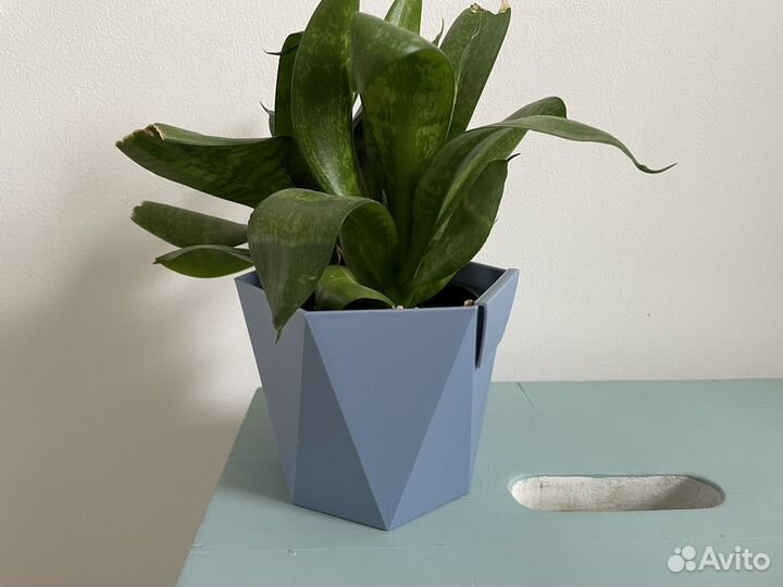 Сансевиерия растение цветок бесплатно