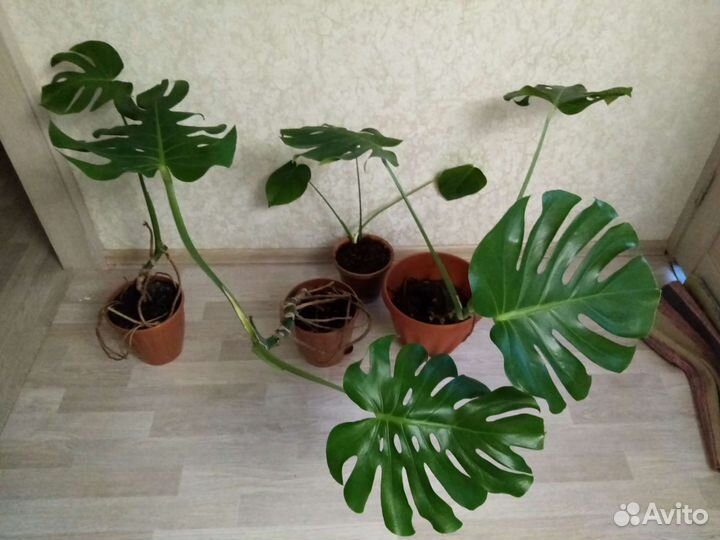 Монстера деликатесная