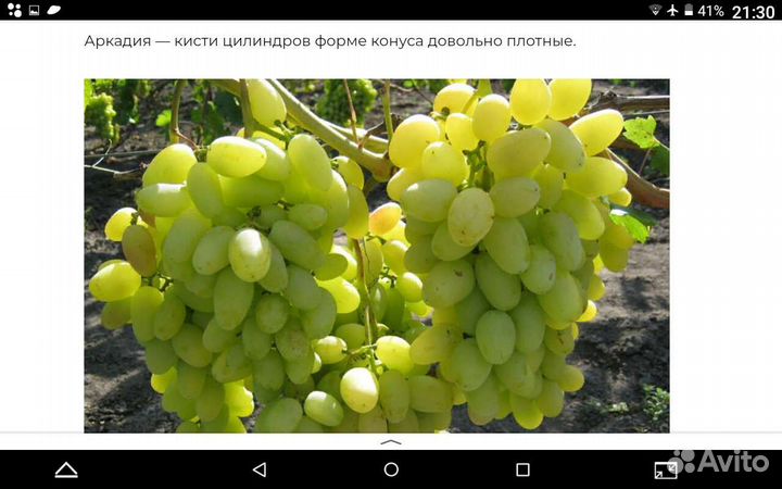 Виноград саженцы