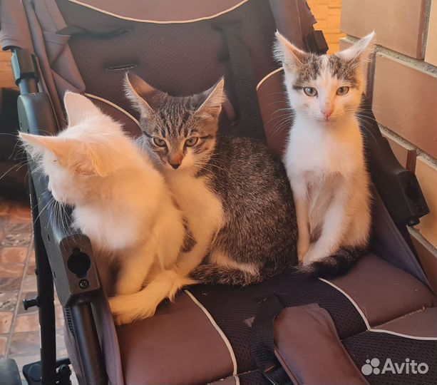 Отдам в добрые руки