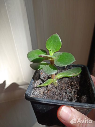 Денежное дерево, каланхоэ, веерная пальма и др