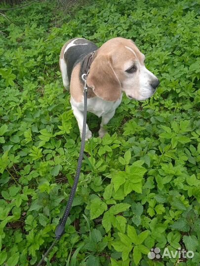 Передержка животных