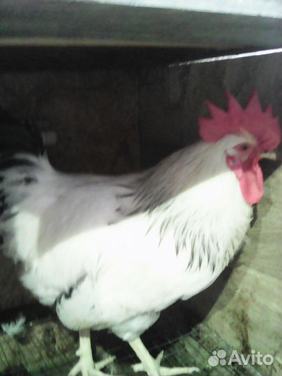 Петух адлеровский серебристый