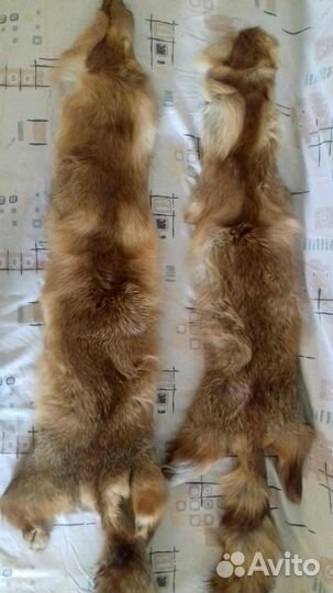 Шкурка лисы