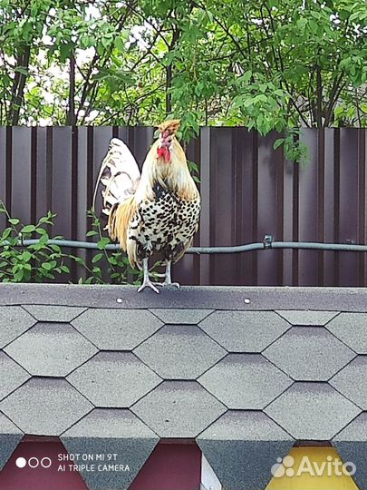 Ия Аппенцеллер