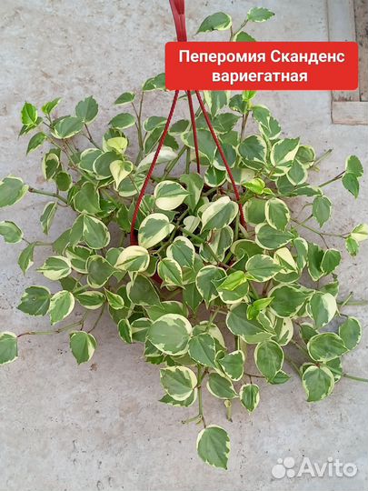 Часть 2 комнатные цветы