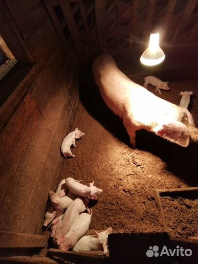 Поросята Ландрас