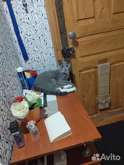 Отдаем котика бесплатно
